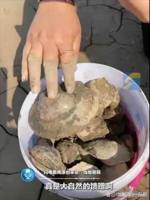 海滩退潮遍地生蚝 市民捡到手软