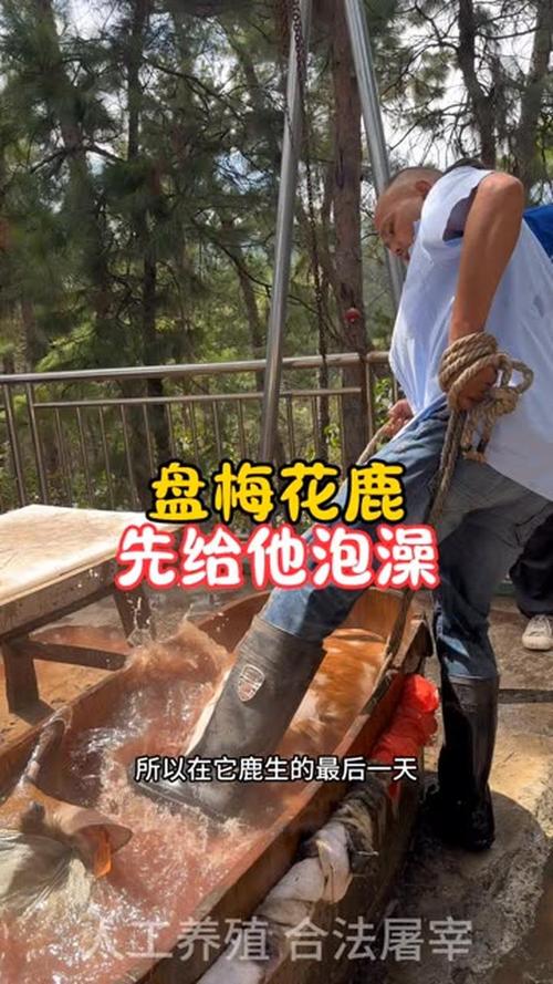 台湾梅花鹿在台风巨浪中游泳