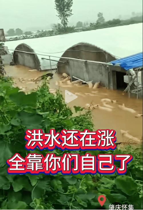广州番禺石楼镇遭严重水浸系谣言