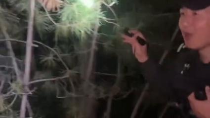 雪豹闹闹越狱事件，成功找回引发关注焦点