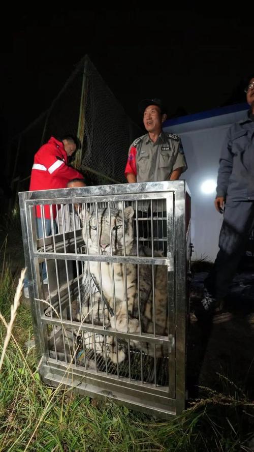 “越狱”雪豹“闹闹”已被找到