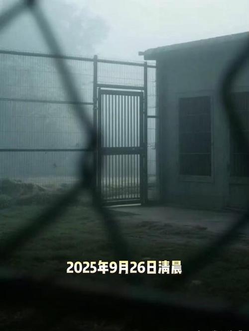 “越狱”雪豹“闹闹”已被找到