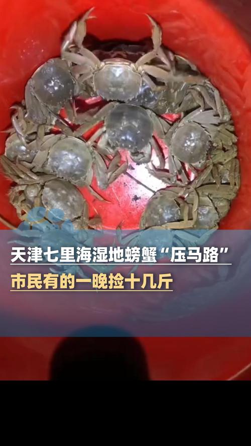 天津螃蟹大迁徙，路人捡获十斤成果