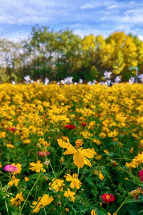 北京秋花盛放，盛花期盛景欣赏