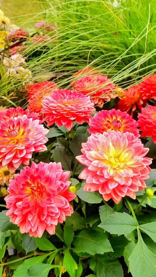 北京秋花进入盛花期