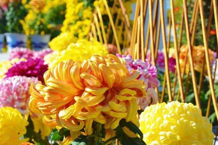 北京秋花进入盛花期