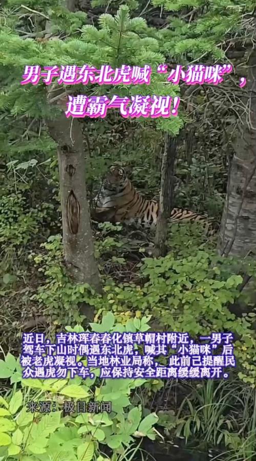 男子称偶遇野生东北虎 距离不到3米