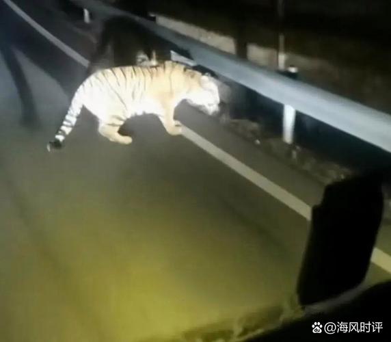 男子称偶遇野生东北虎 距离不到3米
