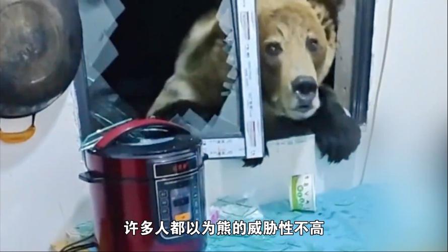 藏马熊闯入村庄民宅引发关注