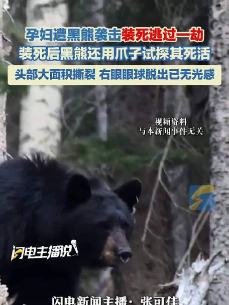 遭熊袭击孕妇坚定保护胎儿，全力保住孩子