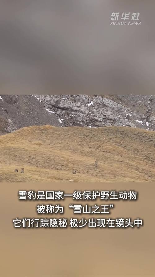 青海湖罕见雪豹三兄弟同框瞬间曝光