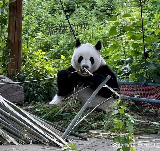 国宝中的国宝，珍稀文物展盛大开幕