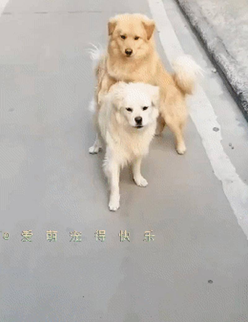狗子渡海而来只为和另一只狗打架
