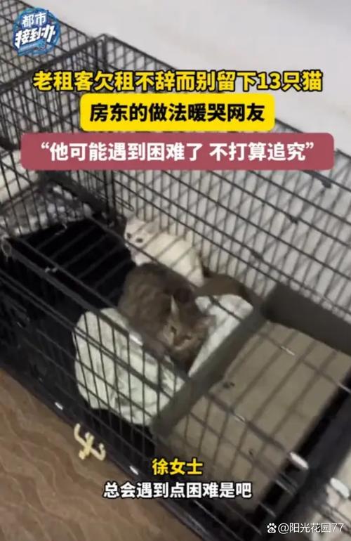 男子将猫关进快递柜转身就走