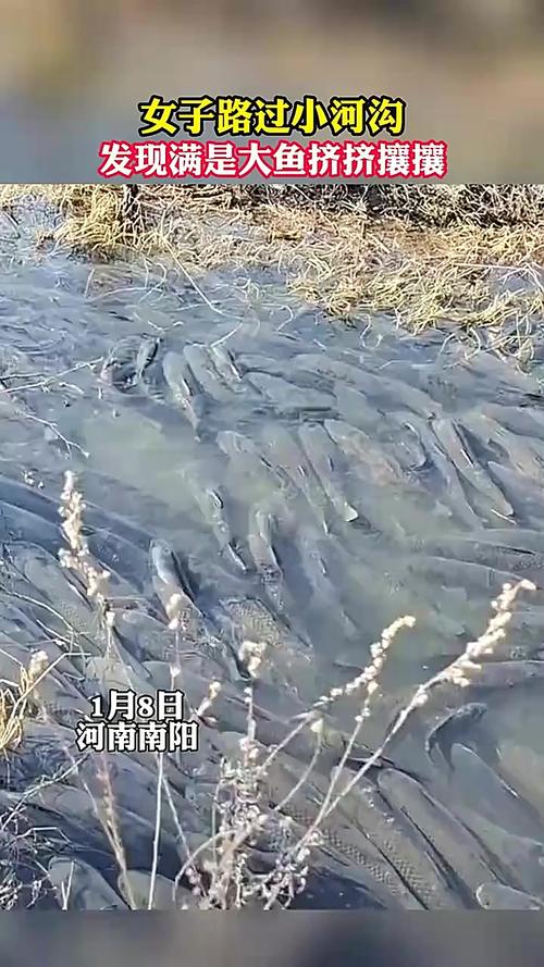 高速堵车原因揭秘，路面撒满活鱼引发拥堵