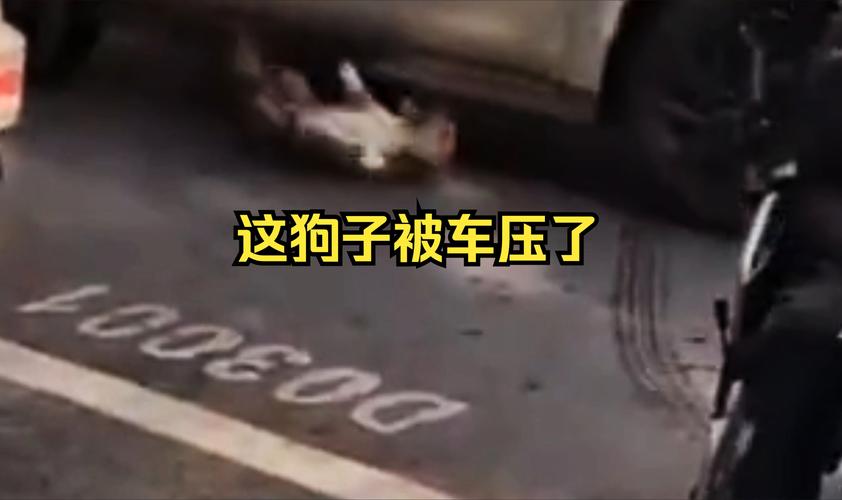 狗狗因肥胖被车碾压却毫发无损