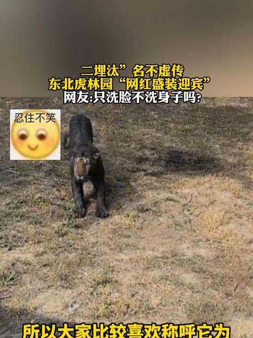 园方回应东北虎二埋汰脏出新高度