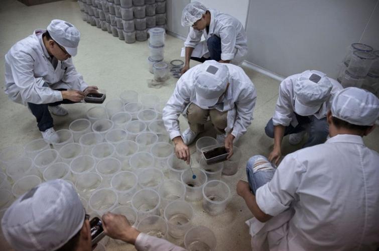 巴西全球最大“蚊子工厂”准备投产