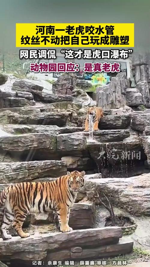 动物园回应老虎咬水管行为揭秘，动物行为背后的真相