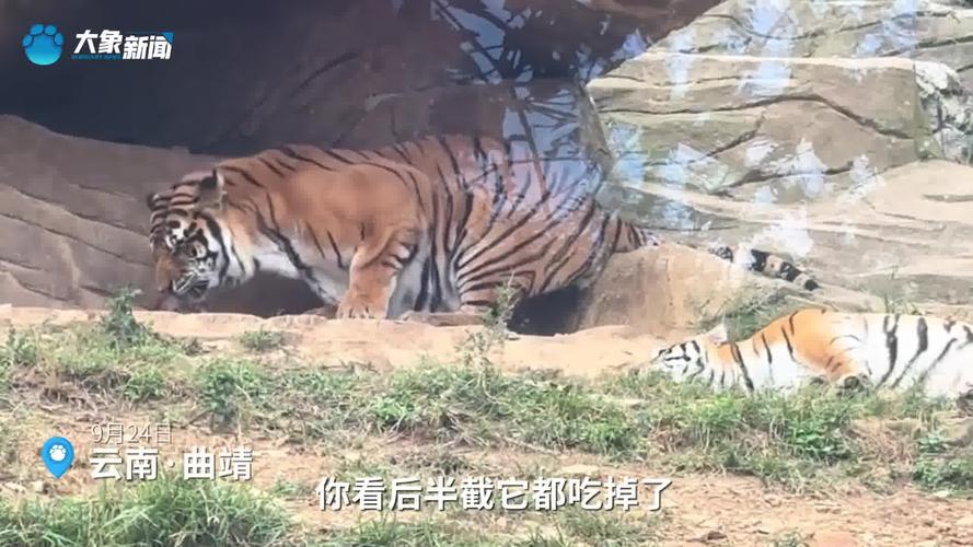 动物园回应老虎咬水管一动不动