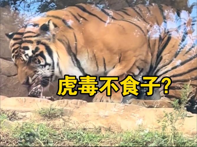 动物园回应老虎咬水管一动不动