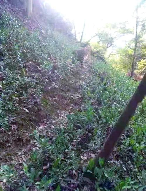 杭州逃逸豹子现身产3崽系谣言