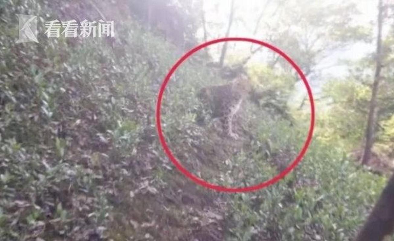 杭州逃逸豹子现身并产崽真相揭秘，谣言中的三崽并不存在