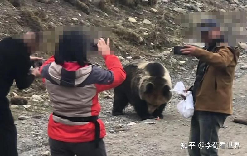 大兴安岭男子偶遇棕熊在垃圾堆中的惊险瞬间