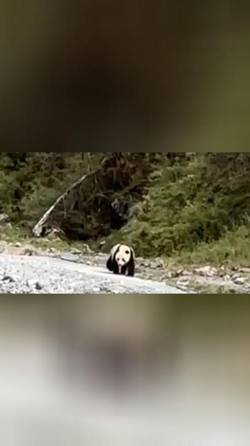 游客偶遇大熊猫过河 景区:纯野生