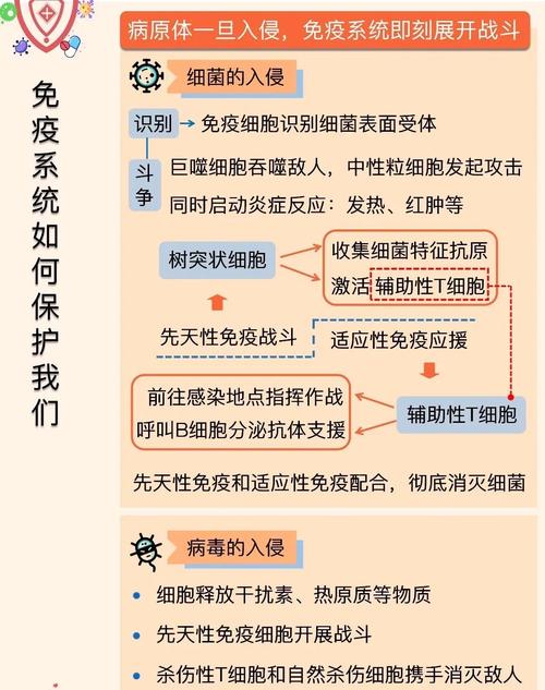 免疫系统的安全卫士揭秘
