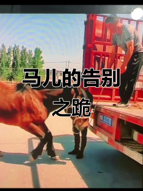 70多匹马被绑一条前腿 主人回应