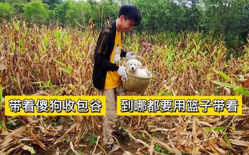 主人称狗狗下地掰玉米掰了三年了