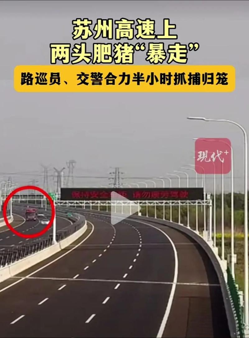 男子时速达百公里的撞猪事件，野猪群横穿高速引发惊险瞬间