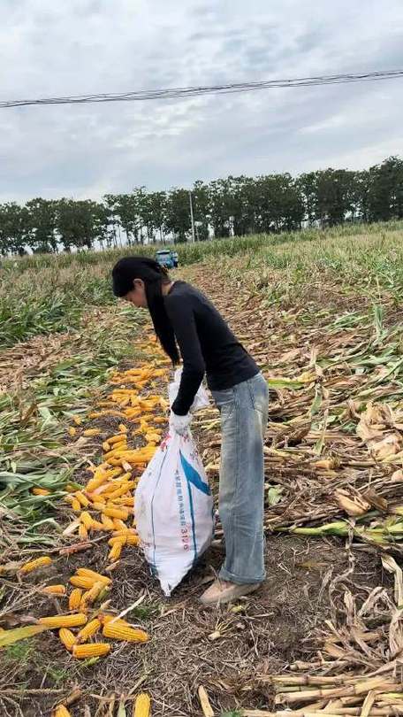 大学生国庆长假掰玉米纪实，七天半的辛劳时光