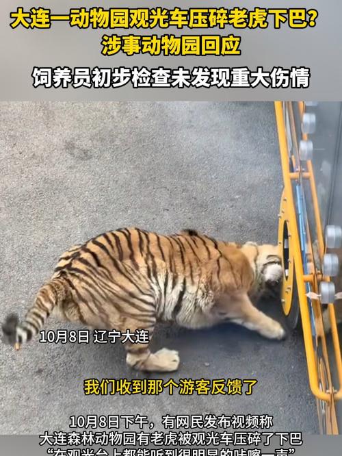 动物园回应观光车压碎老虎下巴事件