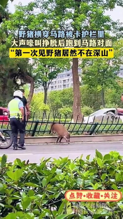 男子时速105公里撞上横穿高速野猪群