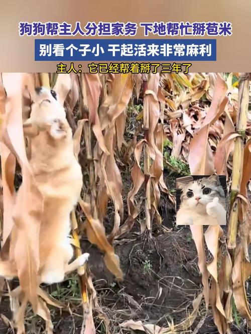 狗狗下地掰玉米三年记