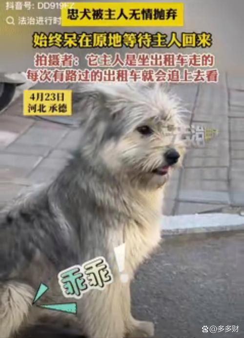 主人寻找国庆期间被弃高速的小狗之旅