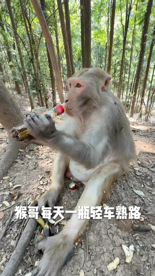 男子路边停车休息遭野猴入车袭击