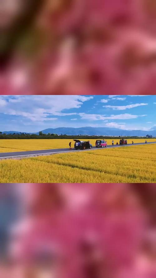 大理网红稻田遭大面积游客踩踏