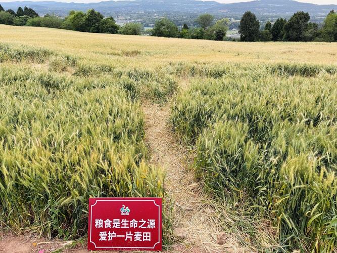 大理网红稻田遭游客大面积踩踏