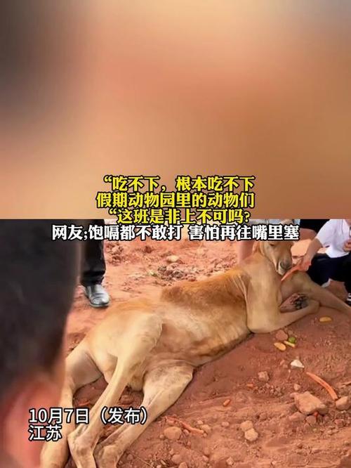 假期动物园内动物已吃出“工伤”