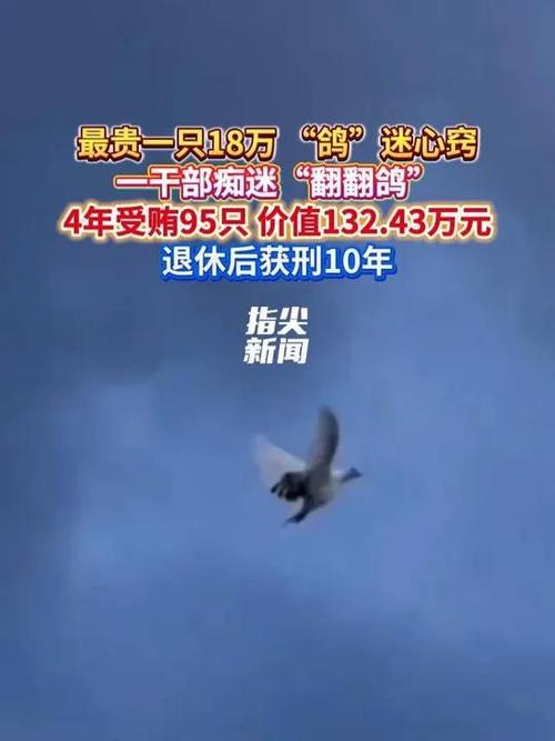 干部四年受贿95只翻翻鸽，贪腐背后的爱好痴迷