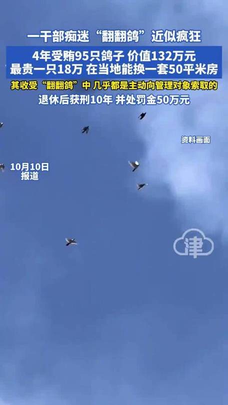 干部痴迷“翻翻鸽”4年受贿95只