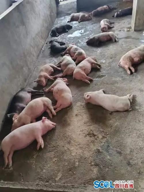 养猪场丢失20多头猪发现多支箭头