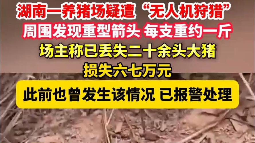 养猪场丢失20多头猪，发现箭头指向真相
