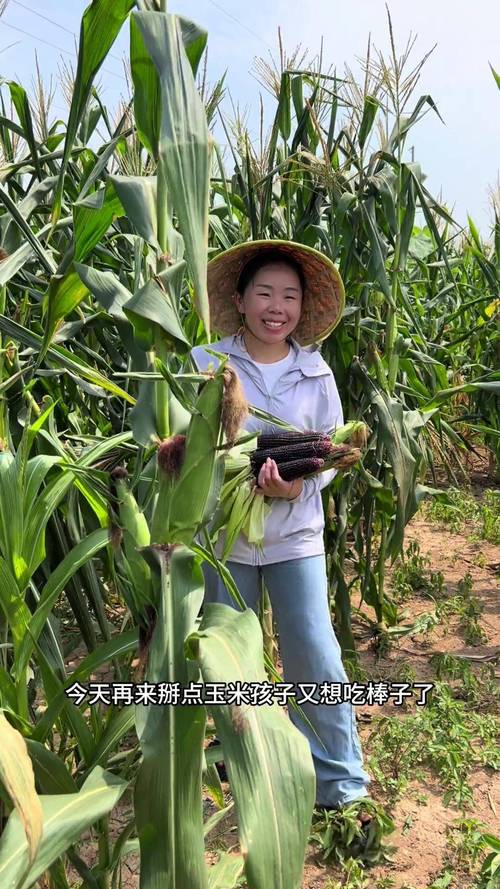 下雨天女儿请吊车帮父母收玉米