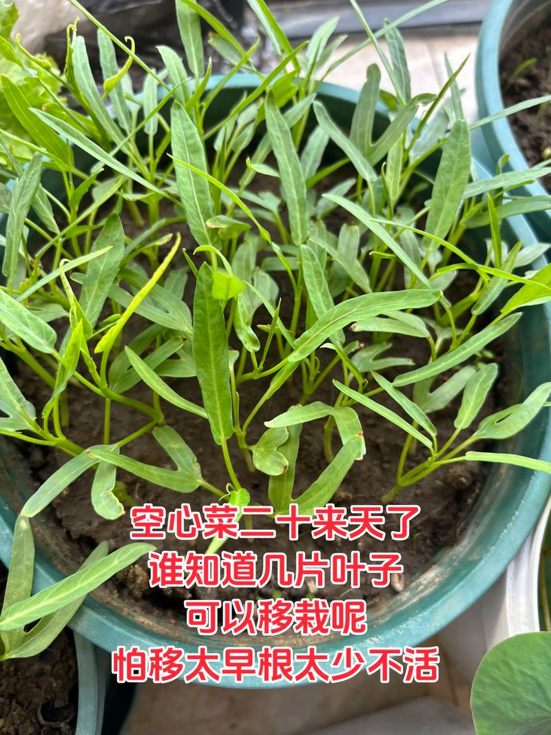 浙江一居民楼出现空心菜“瀑布”