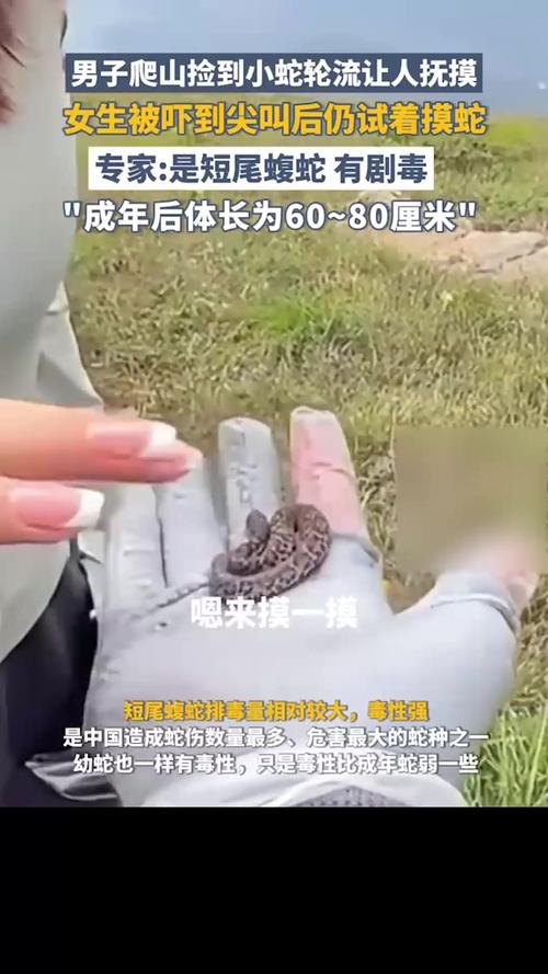 驴友爬山发现毒蛇，惊险抚摸引发关注