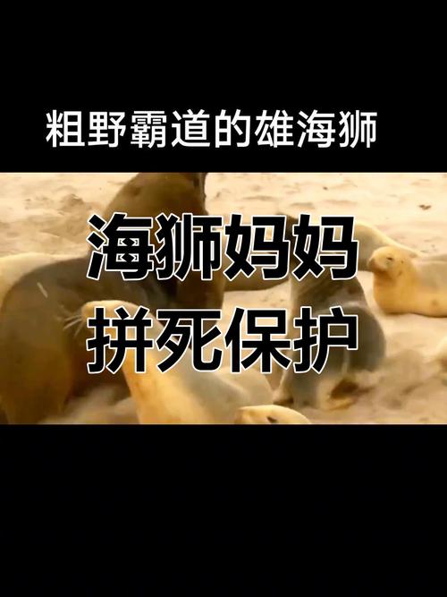 母狮一晚猎杀四十只海豹，惊人的狩猎能力展现！
